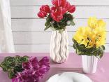 Colorful vases and flowers