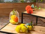 Floral compositions and colors
