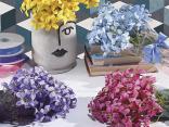 Idee regalo floreali