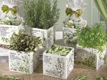Vasi erbe aromatiche