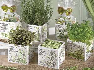 Vasi erbe aromatiche
