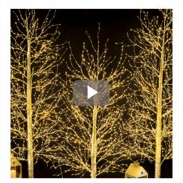 Discover our bright Christmas trees