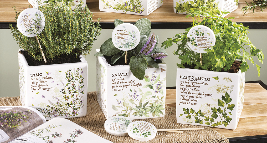 Piante ed erbe aromatiche in cucina: